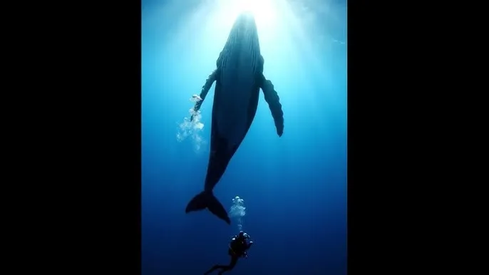紫炎传 - 深蓝星球：探索海洋深处的未知世界